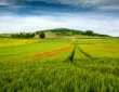 L'agriculture en Auvergne entre tradition et innovation champ de blé