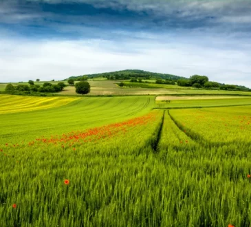 L'agriculture en Auvergne entre tradition et innovation champ de blé