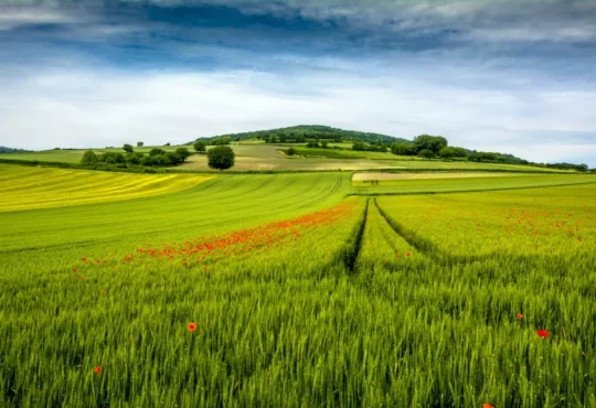 L'agriculture en Auvergne entre tradition et innovation champ de blé