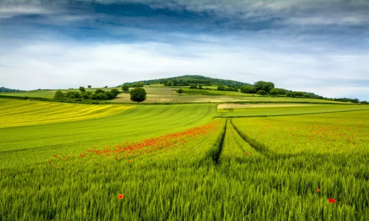 L'agriculture en Auvergne entre tradition et innovation champ de blé