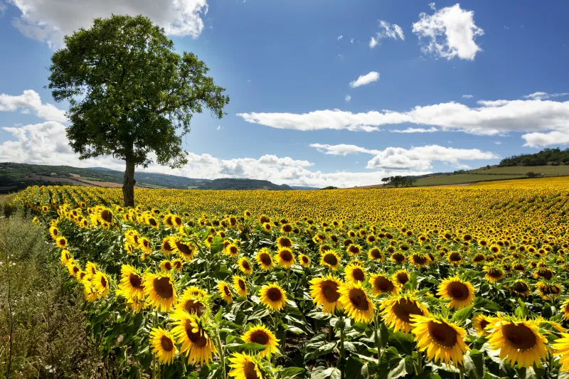 L'agriculture en Auvergne entre tradition et innovation champ de tournesol